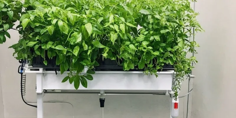 Ebb and Flow Hydroponics