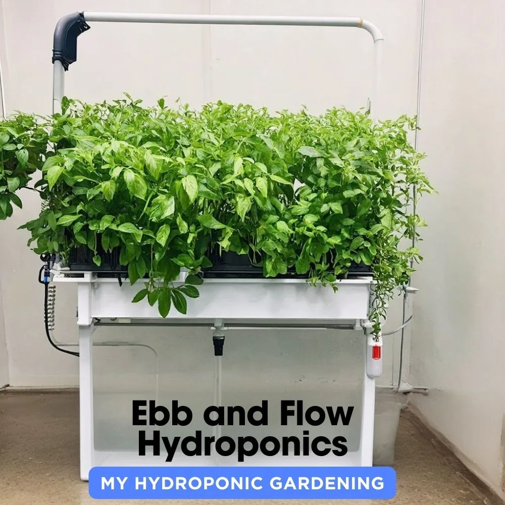 Ebb and Flow Hydroponics