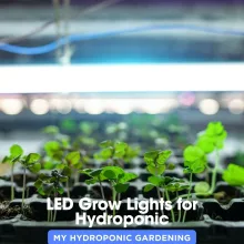 LED Grow Lights for Hydroponic Gardening