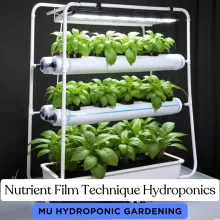 Nutrient Film Technique Hydroponics