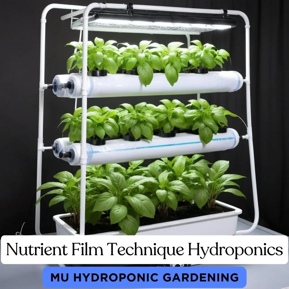 Nutrient Film Technique Hydroponics