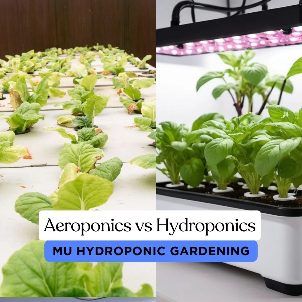 Aeroponics vs Hydroponics