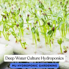 Deep Water Culture Hydroponics