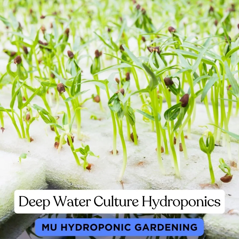 Deep Water Culture Hydroponics