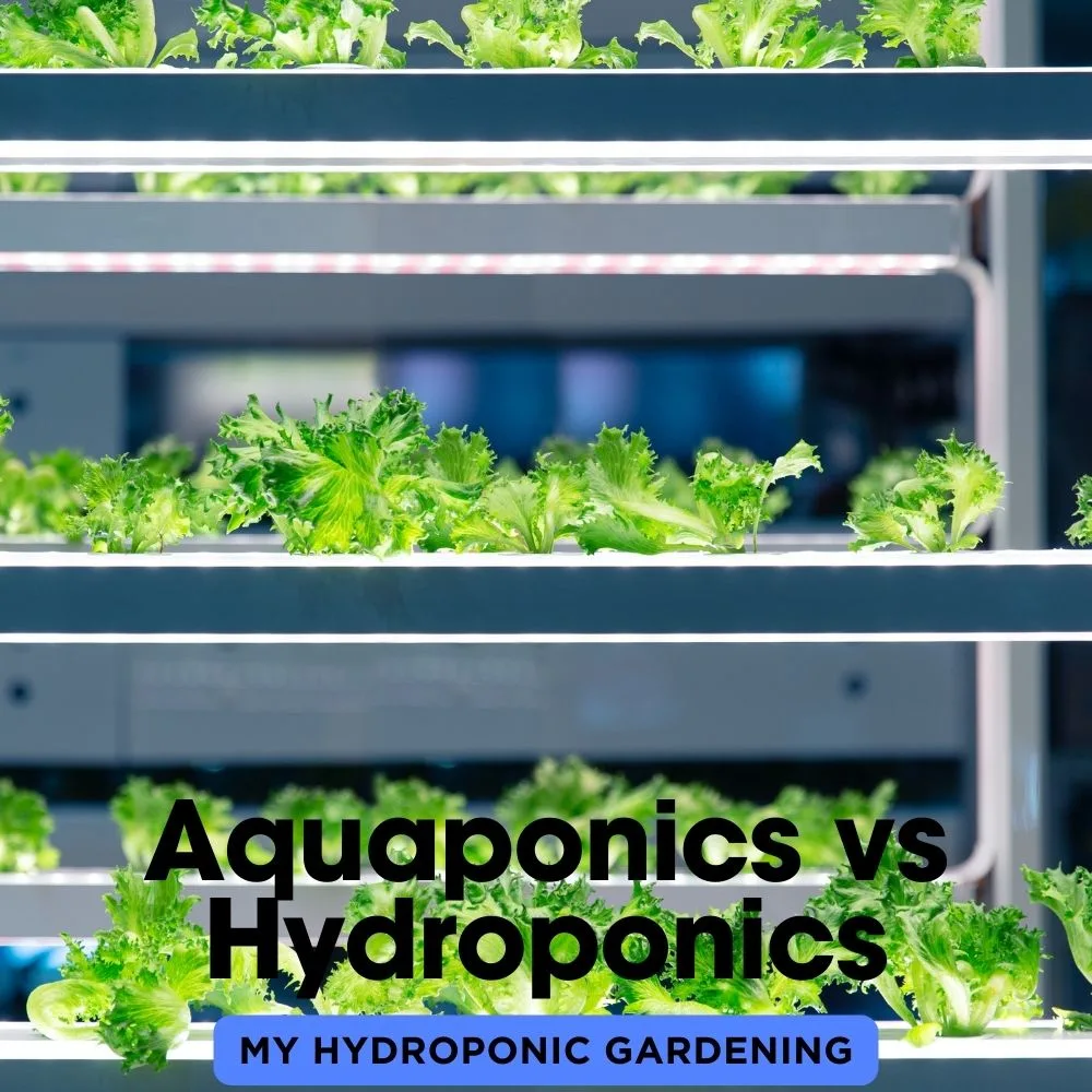 Aquaponics vs Hydroponics