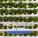 PVC Hydroponic System