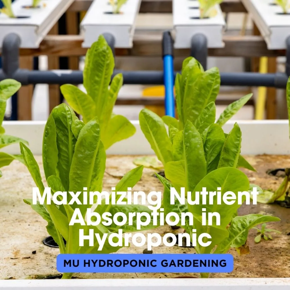 Maximizing Nutrient Absorption in Hydroponic