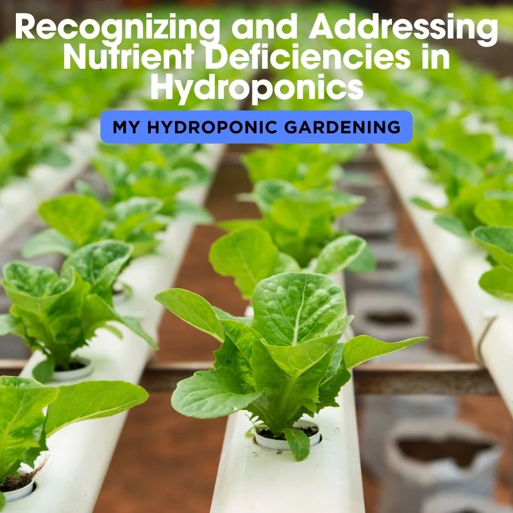 Recognizing and Addressing Nutrient Deficiencies in Hydroponics