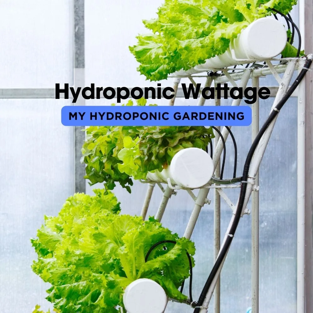 Calculating the Ideal Wattage and Coverage for Your Hydroponic Setup