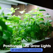 Positioning LED Grow Lights For Hydroponic