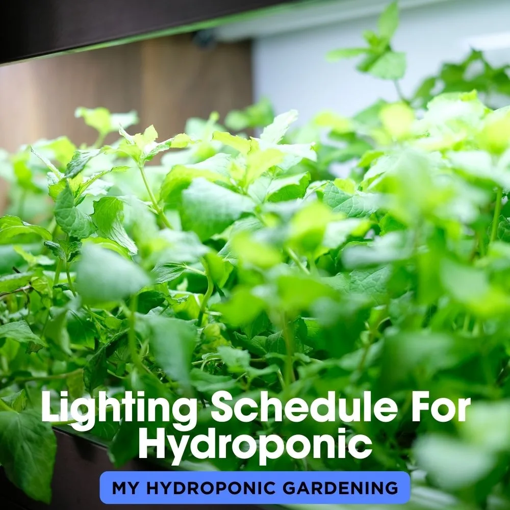 Lighting Schedule For Hydroponic