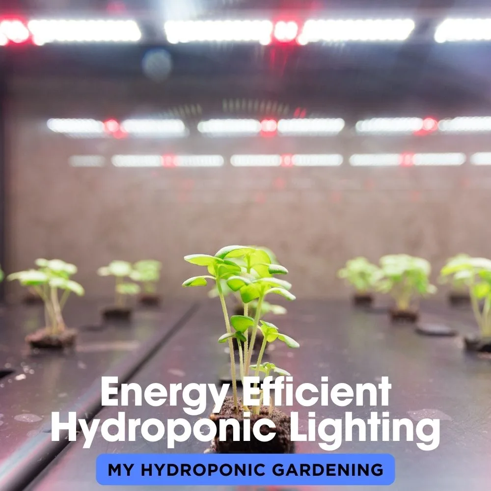 Energy Efficient Hydroponic Lighting