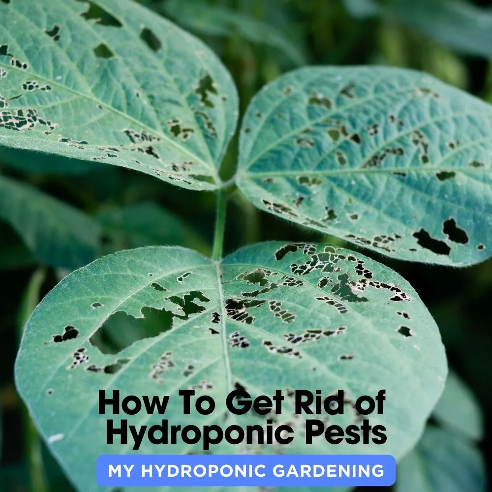 How To Get Rid of Hydroponic Pests