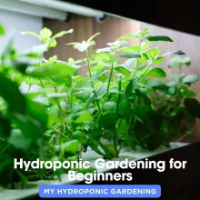 Hydroponic Gardening for Beginners
