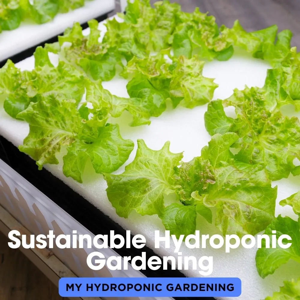 Sustainable Hydroponic Gardening