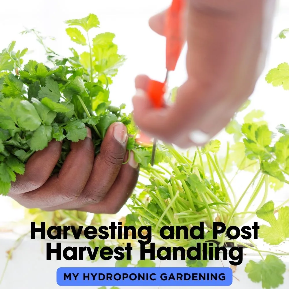 Harvesting and Post-Harvest Handling