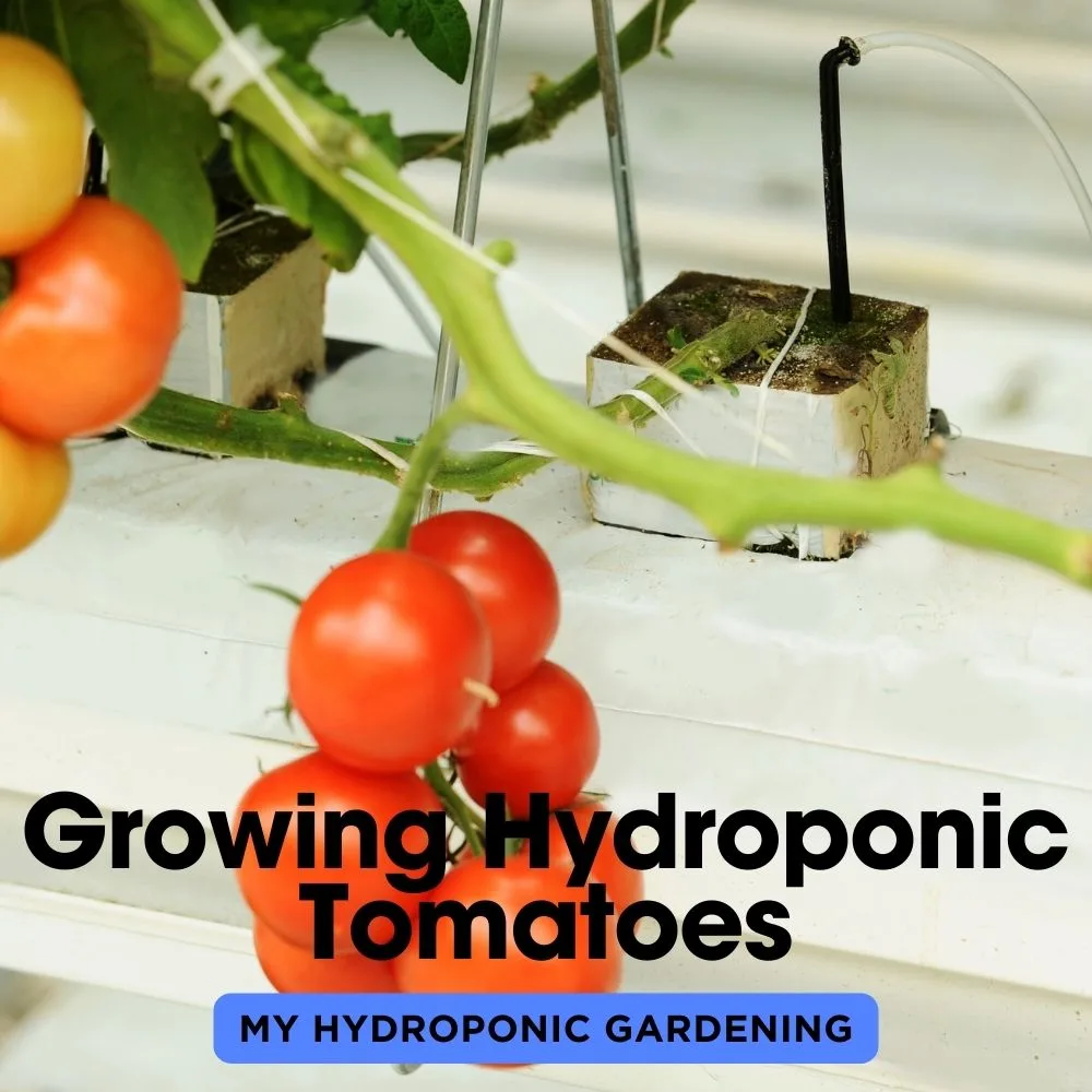 Growing Hydroponic Tomatoes