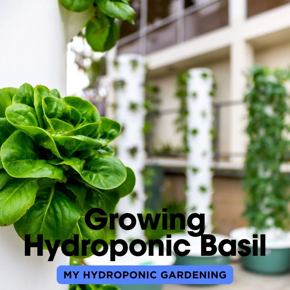 Growing Hydroponic Basil