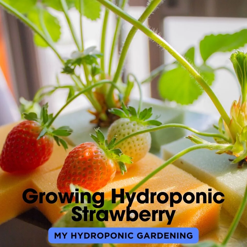 Growing Hydroponic Strawberry
