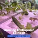 Growing Hydroponic Spinach