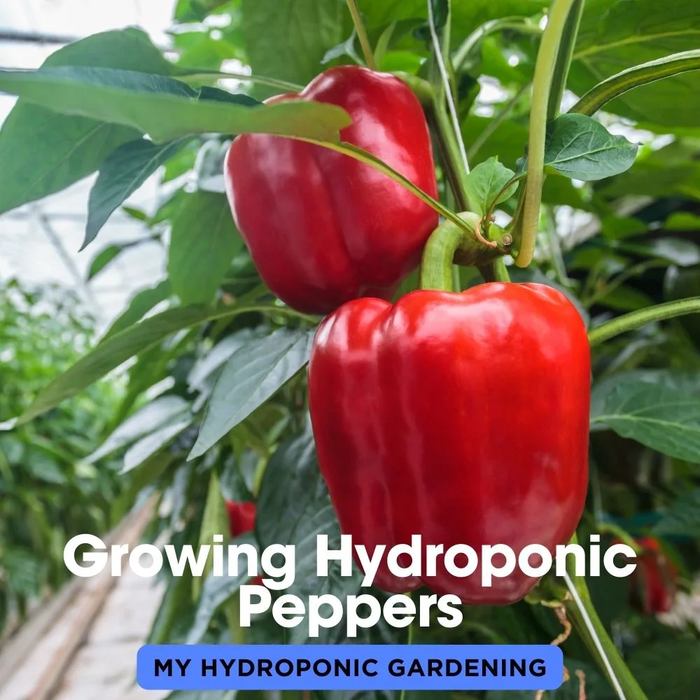 Growing Hydroponic Peppers