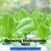Growing Hydroponic Mint