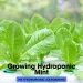 Growing Hydroponic Mint