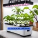 Best Hydroponic Plants For Indoor Gardening