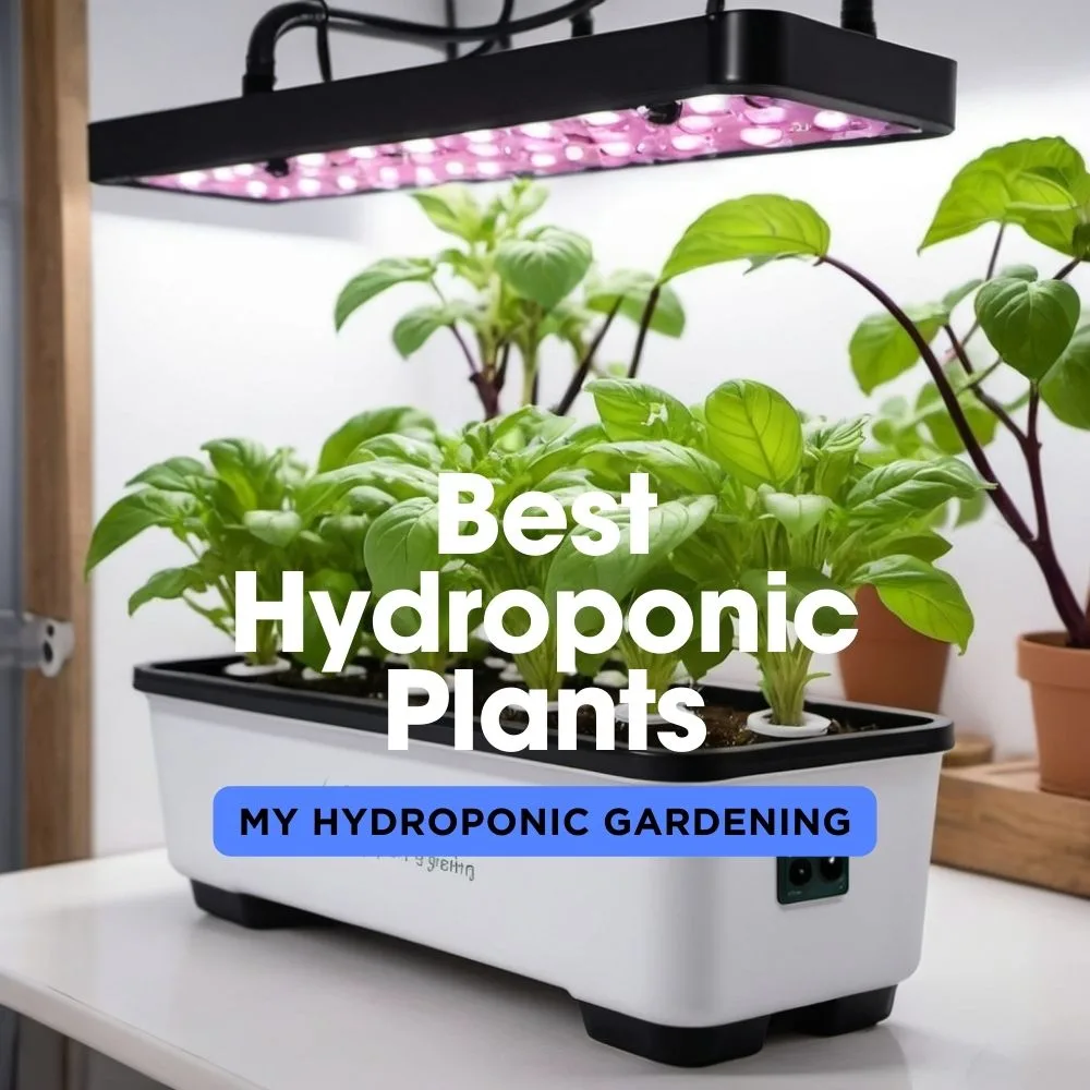 Best Hydroponic Plants For Indoor Gardening